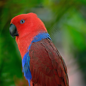 Ecectus 鹦鹉羽毛蓝色荒野野生动物绿色红色翅膀女性图片