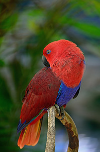 Ecectus 鹦鹉野生动物羽毛荒野红色绿色女性翅膀蓝色图片