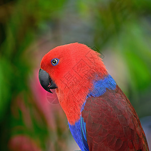 Ecectus 鹦鹉红色绿色野生动物荒野翅膀蓝色女性羽毛图片