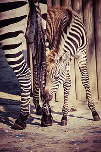东部非洲坦桑尼亚塞伦盖蒂国家公园Zebra条纹斑马动物头发朋友情调野生动物线条平原马赛图片
