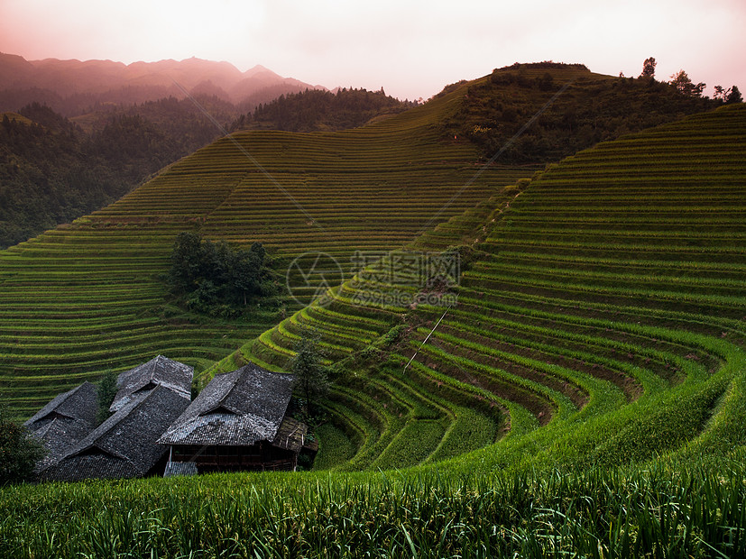 绿稻田梯田收成传统阳台旅游农业种植园食物土地植物小屋图片