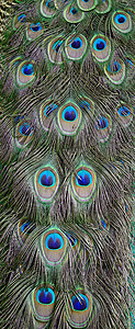 绿花鸟羽毛动物园眼睛尾巴野生动物动物男性绿色蓝色图片