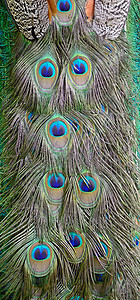 绿花鸟羽毛尾巴动物园眼睛野生动物男性蓝色动物绿色图片