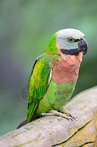 红胸鹦鹉荒野羽毛动物绿色野生动物翅膀鸟类图片