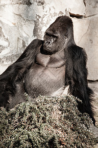 男性大猩猩脸部肖像危险野生动物领导者灵长类宏观俘虏眼睛首席鼻孔红宝石图片