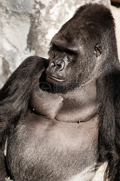 男性大猩猩脸部肖像领导者头发宏观动物园野生动物眼睛荒野老板支配嘴唇图片