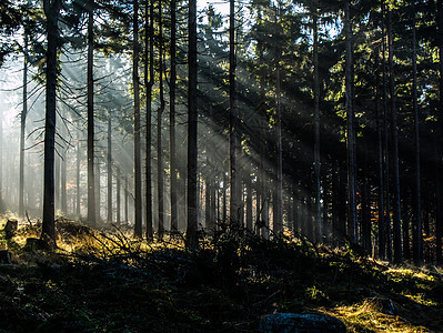 光之光树木场景阳光季节阴影叶子木头旅游太阳射线图片