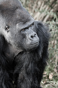 男性大猩猩脸部肖像头发首席野生动物动物森林动物园公园荒野鼻子鼻孔图片