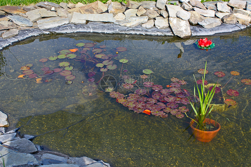 园中的池塘花园植物学设计荷花植物景观图片