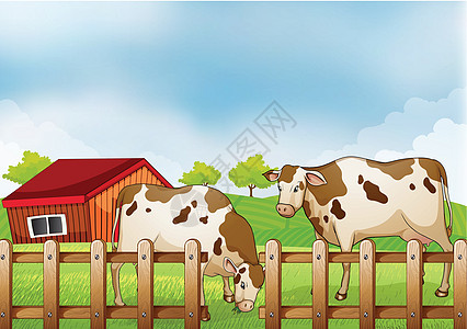 一个农场 墙内有两头奶牛图片