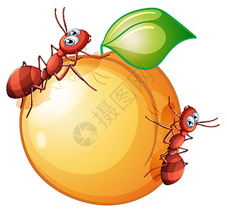 两只蚂蚁的橙子水果图片