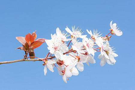 春花樱桃枝上鲜白的鲜花图片