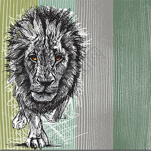 非洲一头雄性大狮子的拼图眼睛毛皮生态绘画豹属男性动物头发哺乳动物荒野图片