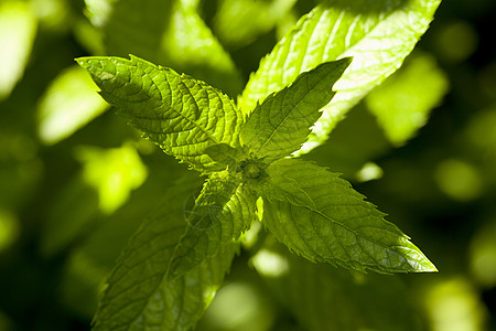 薄荷草本植物绿色叶子植物学植物群植物背景图片