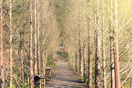 森林中的木林路径土地植物小路场景场地季节日落蓝色风景公园图片