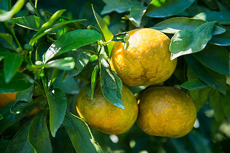 泰国种植场上果实的橙子树生长橙子水果收成种植园树林果汁太阳环境花园图片