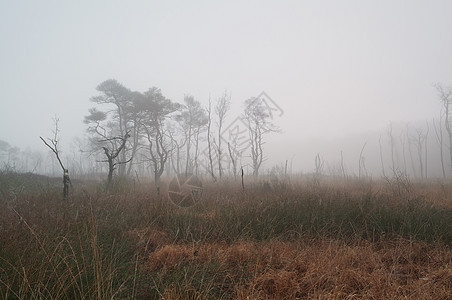 在茂密的雾中 在茂林的沼泽上薄雾荒野风景草地农村季节季节性图片