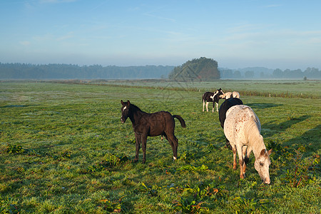 在早晨的牧场上放牧的马图片