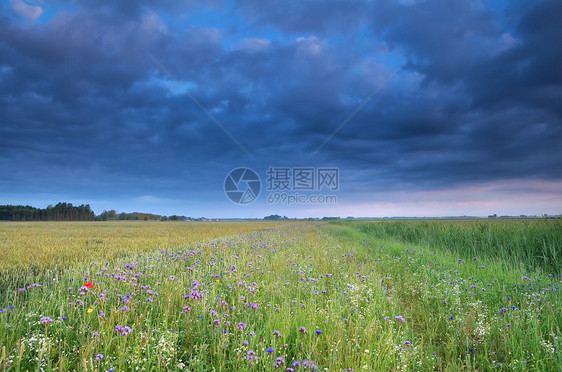 蓝天在野外 有向红花图片