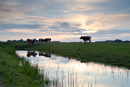 黄昏在牧草上 牛群乘河而行图片