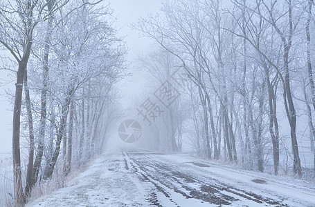 冷冻的树木和农村道路图片