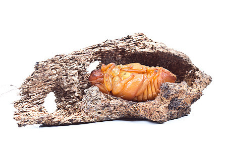Pupa 椰子犀牛甲虫犀牛工作室甲虫野生动物力量怪物头发宏观喇叭害虫图片