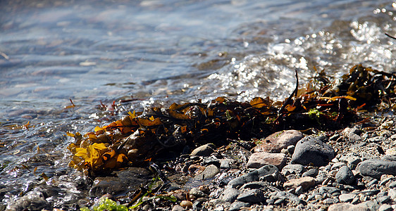 沙滩上海草海滩残骸海藻杂草植物黑坦尼岩石角藻海洋膀胱图片