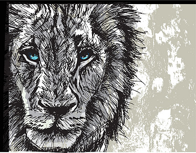 非洲一头雄性大狮子的拼图猎人食肉荒野头发绘画插图鬃毛捕食者手绘豹属图片