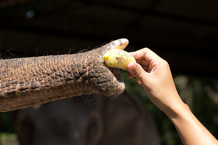 正在施工养大象鼻孔象鼻动物园饥饿鼻子蔬菜香蕉食物好奇心树干背景