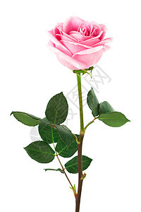 单玫瑰绿色白色礼物花瓣红色粉色叶子花店季节弹性图片
