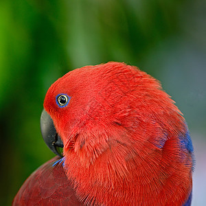 Ecectus 鹦鹉羽毛绿色翅膀野生动物荒野蓝色女性红色图片