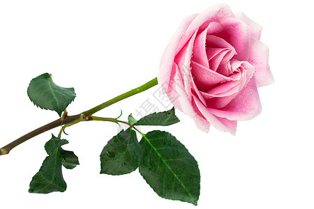 单玫瑰植物绿色水平叶子红色花店白色弹性花瓣礼物图片