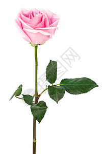 单玫瑰白色弹性红色礼物文化生活植物粉色叶子花瓣图片