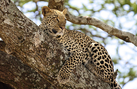 坦桑尼亚国家公园的黑豹濒危运动食肉游客物种动物生物体宠物猫科动物搜索图片