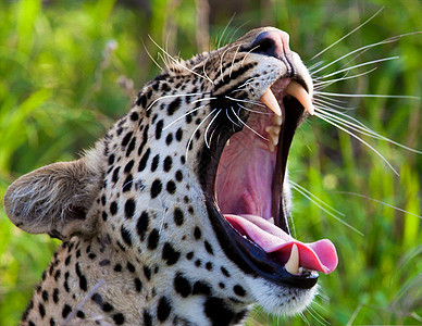 坦桑尼亚国家公园的黑豹宠物地点守望晶须动物野生动物猫科动物生物体环境野猫图片