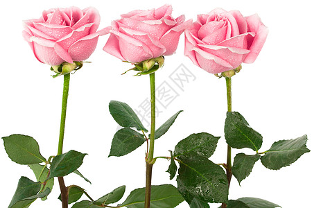美丽的三朵玫瑰图片
