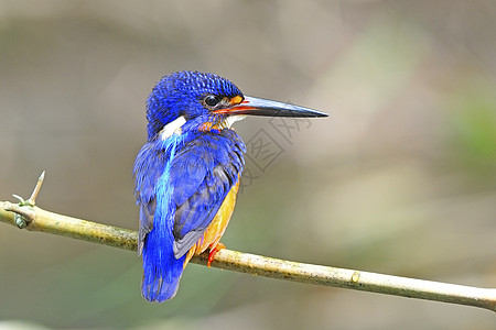 捕鸟王动物羽毛蓝色蓝耳捕食者打猎野生动物鸟类蓝鸟荒野背景图片