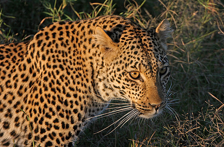 坦桑尼亚国家公园的黑豹地标环境游客运动生物体草原食虫公园宠物食肉图片