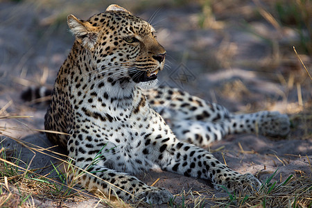 坦桑尼亚国家公园的黑豹植物宠物猫科动物游客食肉大猫搜索国家旅行食虫图片