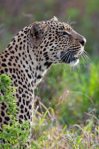 坦桑尼亚国家公园的黑豹食肉野猫哺乳动物游客公园搜索健身生物体濒危动物图片