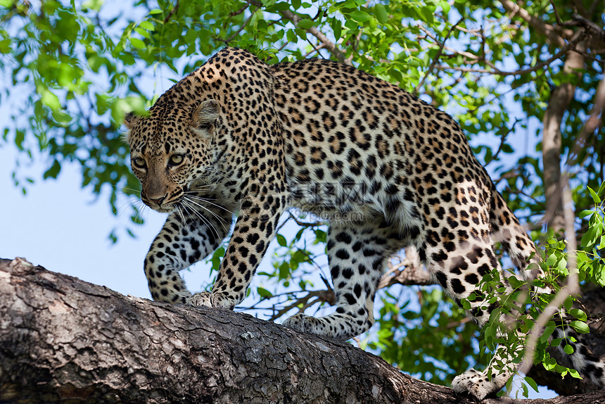 坦桑尼亚国家公园的黑豹旅行地点运动哺乳动物植物环境健身公园野生动物地标图片