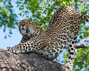 坦桑尼亚国家公园的黑豹野猫动物哺乳动物国家植物物种人脸环境运动野生动物图片