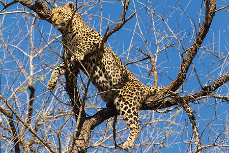 坦桑尼亚国家公园的黑豹搜索大猫动物国家公园哺乳动物生物体濒危食肉物种图片