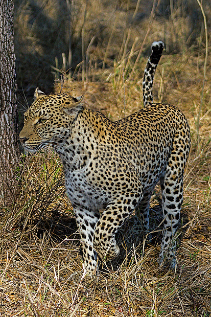 坦桑尼亚国家公园的黑豹国家生物体搜索野猫哺乳动物宠物植物野生动物濒危物种图片