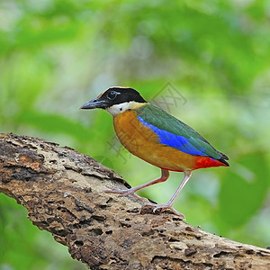 鸟吃虫蓝翼皮塔蓝色蚯蚓红色生态脊柱野生动物黑色绿色移民环境背景