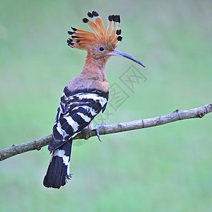 欧亚胡波流行音乐野生动物眼睛绿色羽毛手表雨林荒野动物群观鸟图片