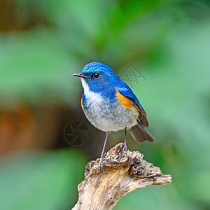 喜马拉雅山蓝尾石头歌曲生态观鸟荒野叶子橙子岩石蓝鸟鸟类图片