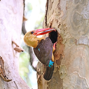 男性布朗翼捕鸟王鸟类棕色翠鸟棕翅野生动物红树林森林背景图片