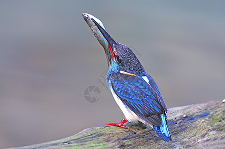 蓝带捕王Kingfisher小翠鸟小鸡猎物翠鸟小鸟顺流清水爱情红腿蓝色图片