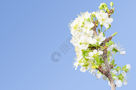 苹果枝春花图片